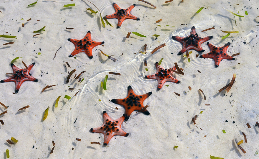 starfish beach phu quoc