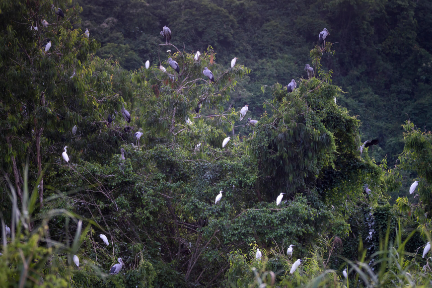 Thung Nham birb park