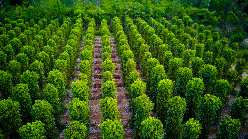 Phu Quoc Island - Pepper