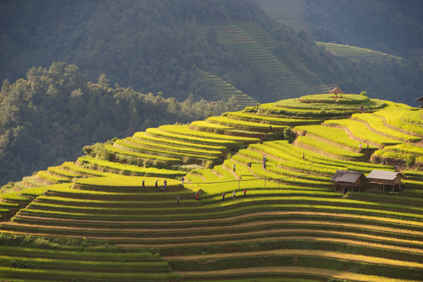 buckwheat bounty of ha giang