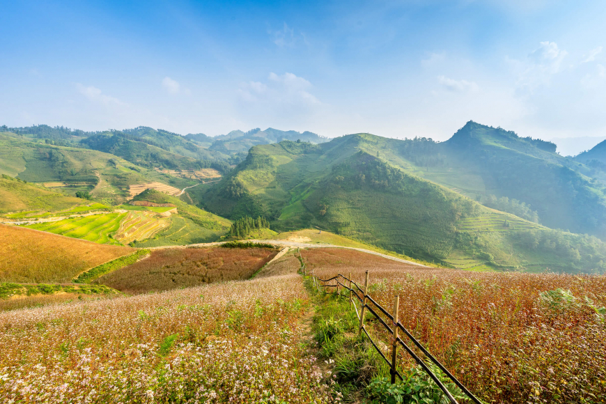 buckwheat bounty of ha giang