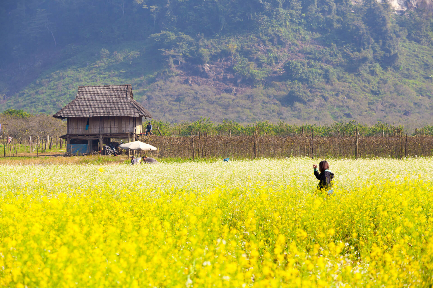 Moc Chau field and local house